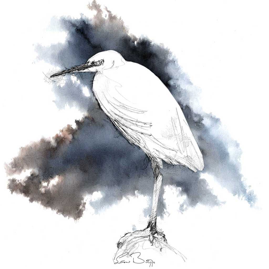 Little egret