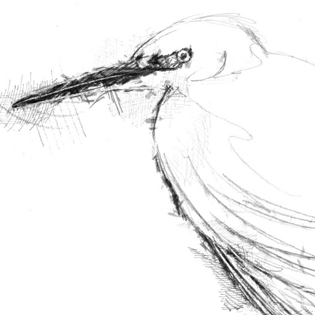Little egret