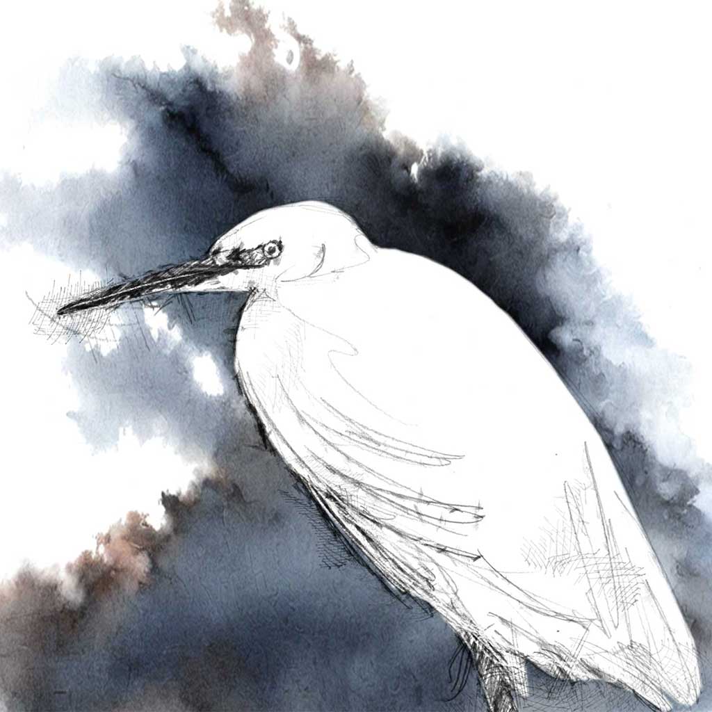 Little egret