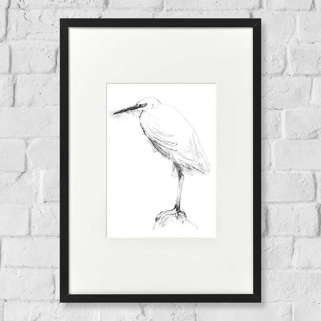 Little egret