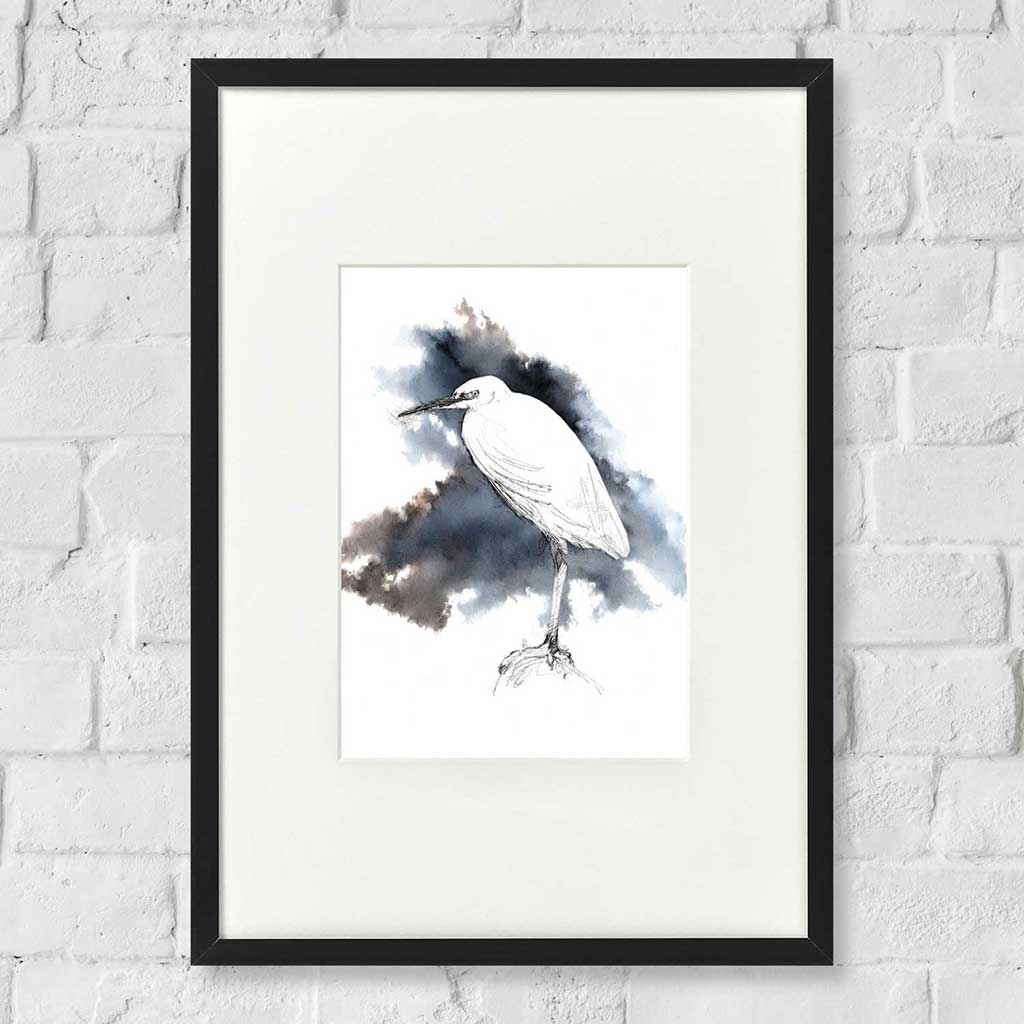 Little egret