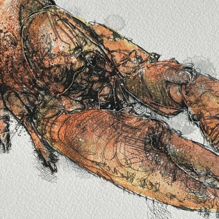 Lobster mini sketch