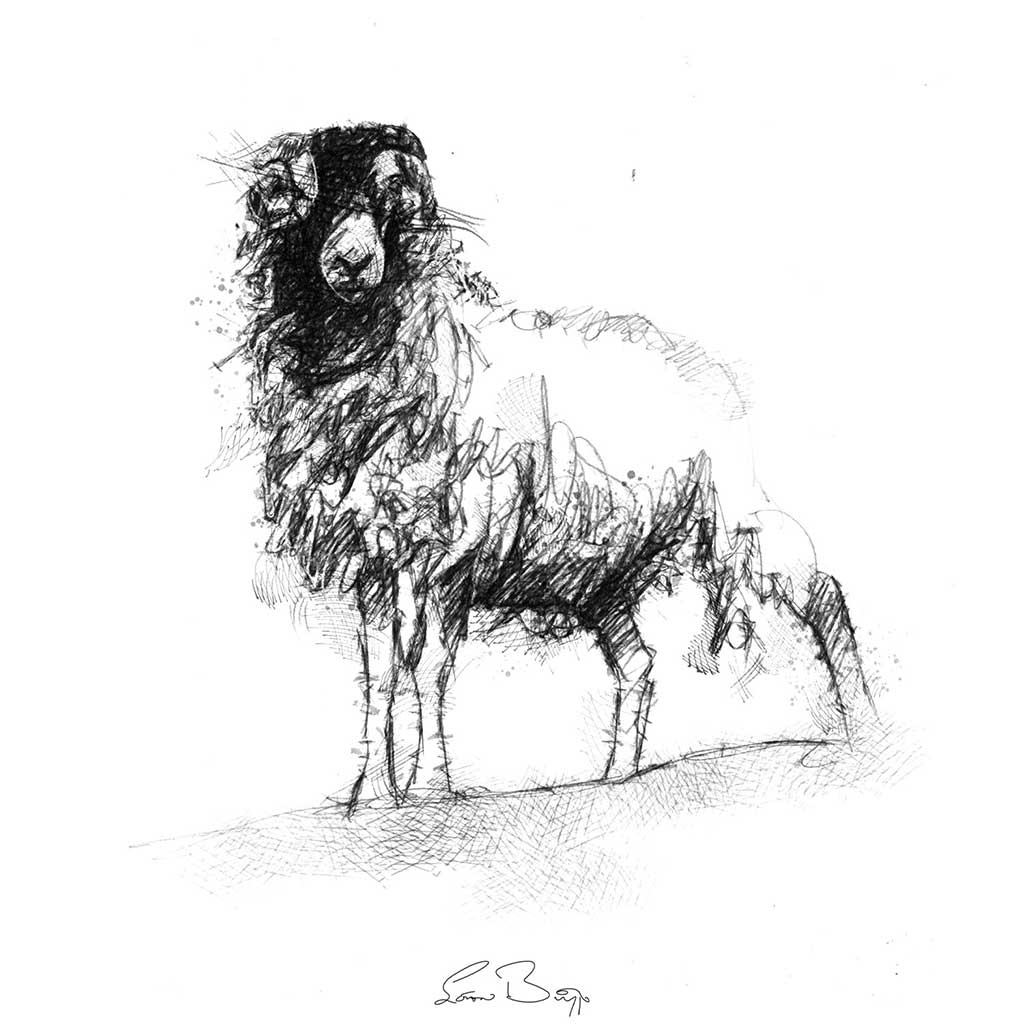 Ewe ready