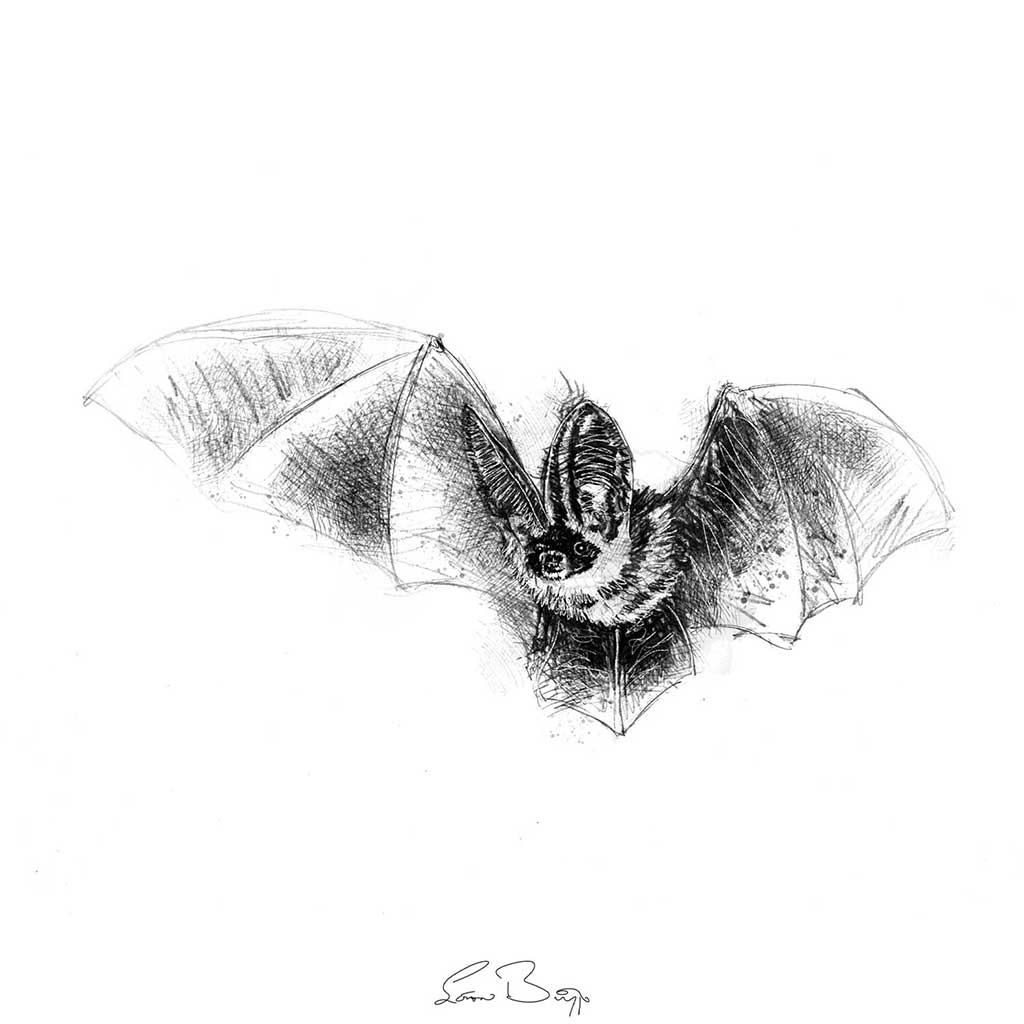 Long eared bat