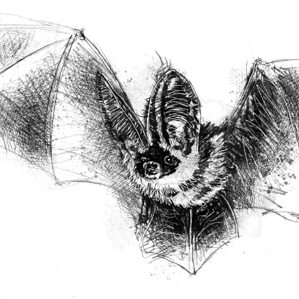 Long eared bat