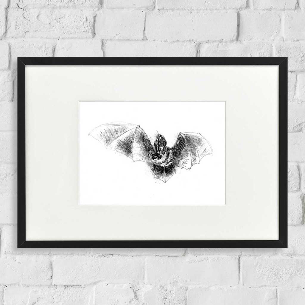 Long eared bat