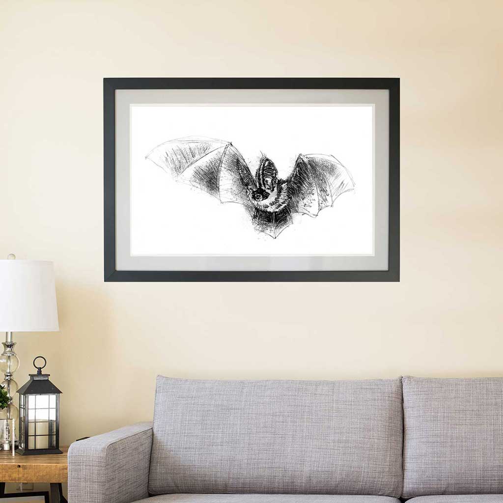 Long eared bat
