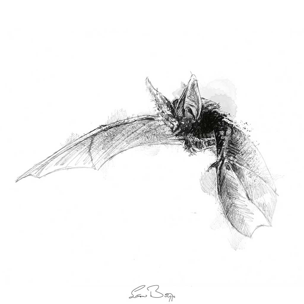 Long eared bat