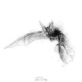Long eared bat