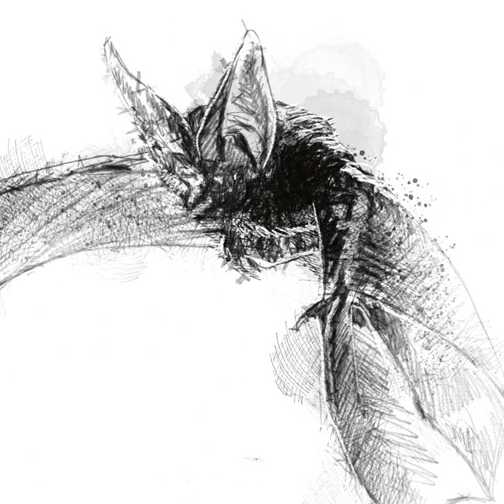 Long eared bat