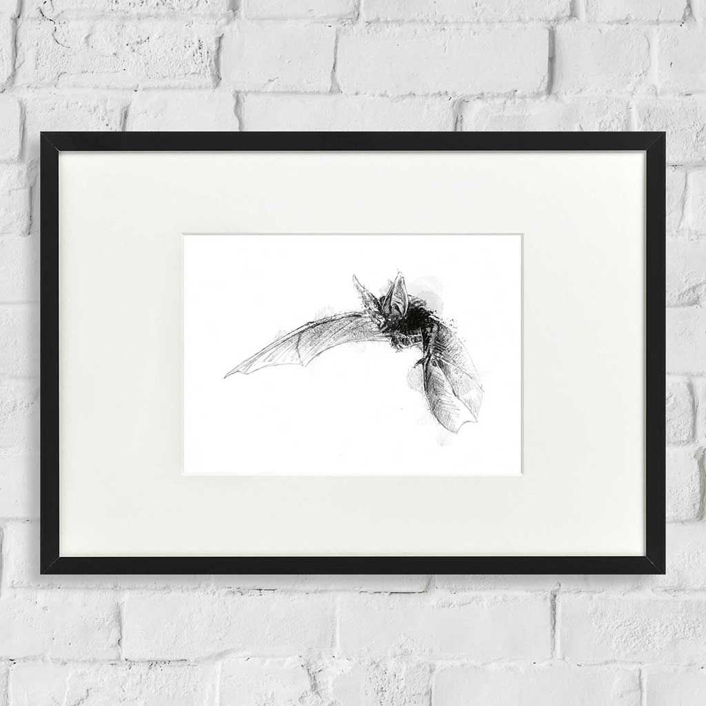 Long eared bat