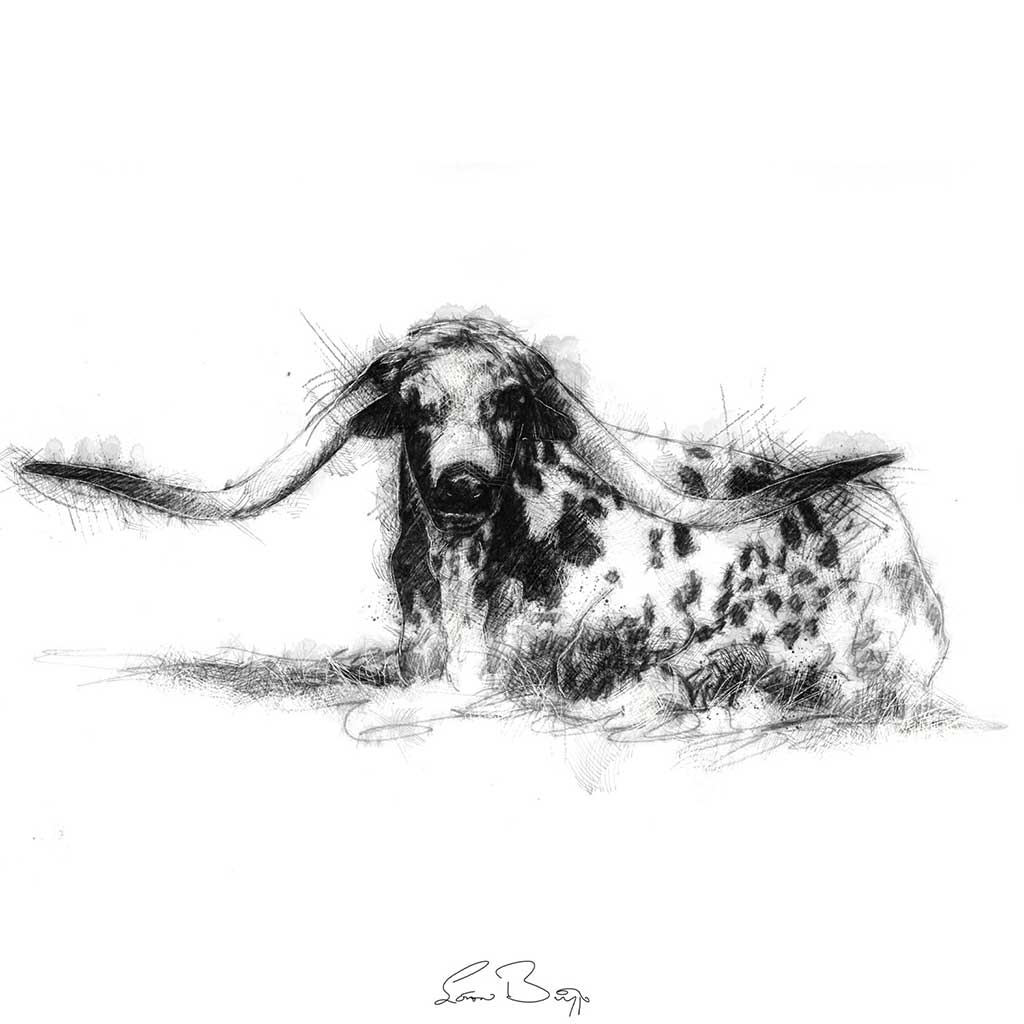Longhorn bull