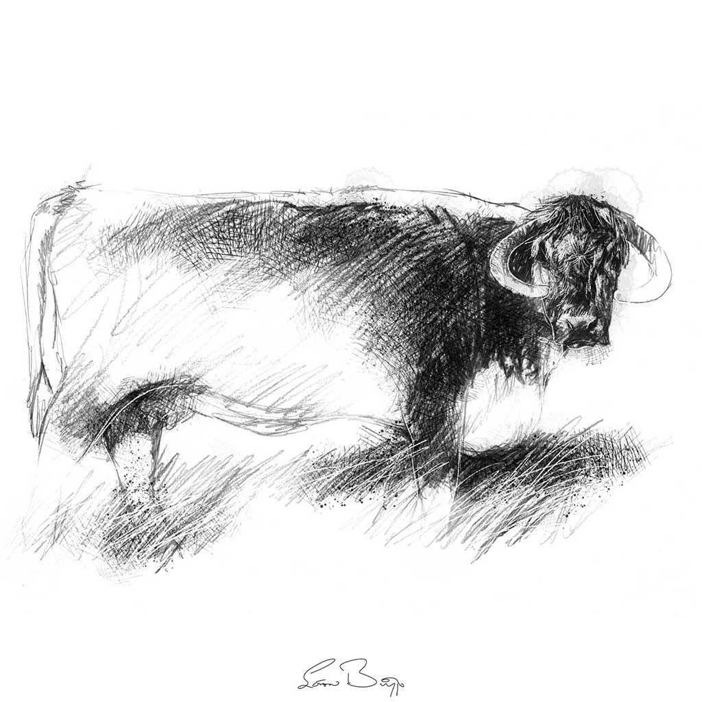 Longhorn cow