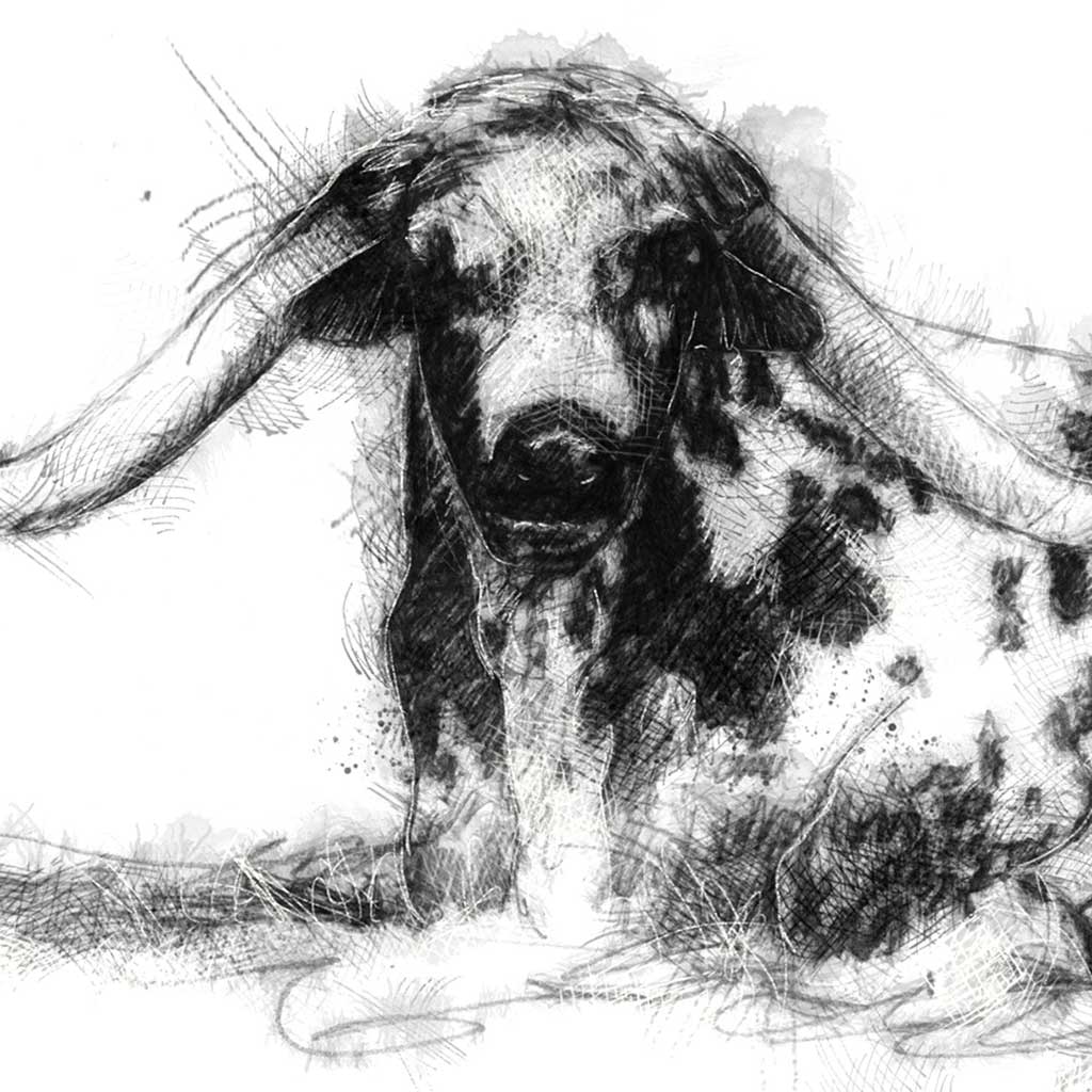 Longhorn bull