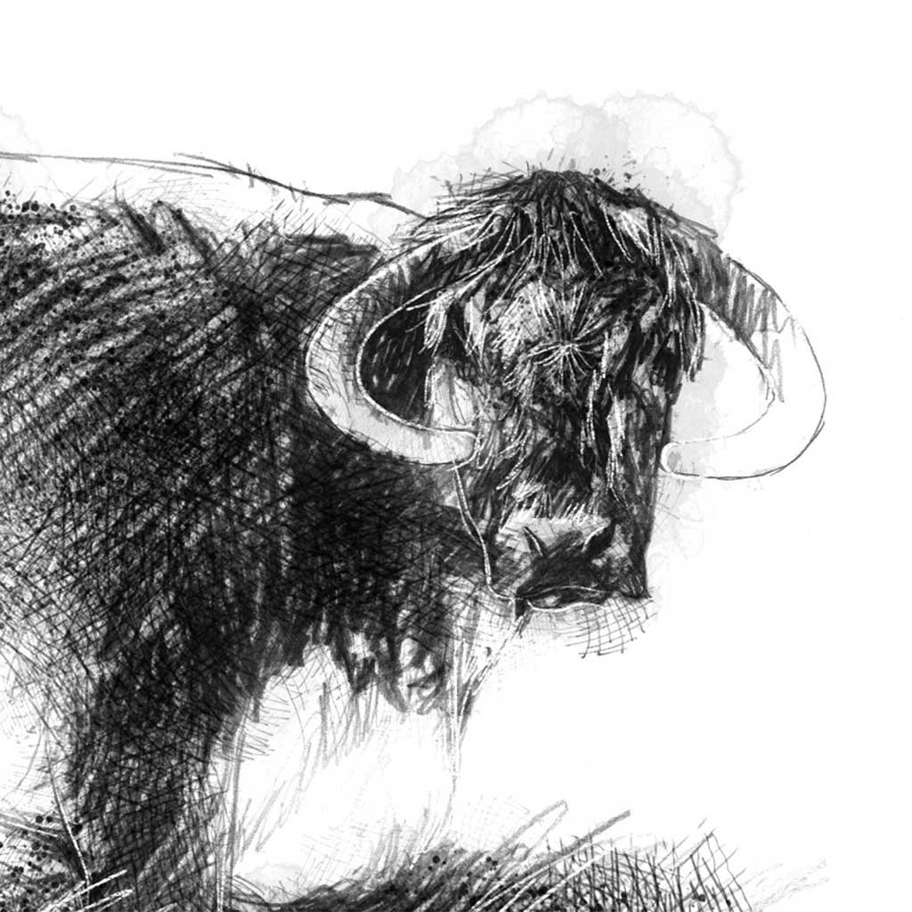 Longhorn cow