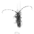 Longhorn beetle