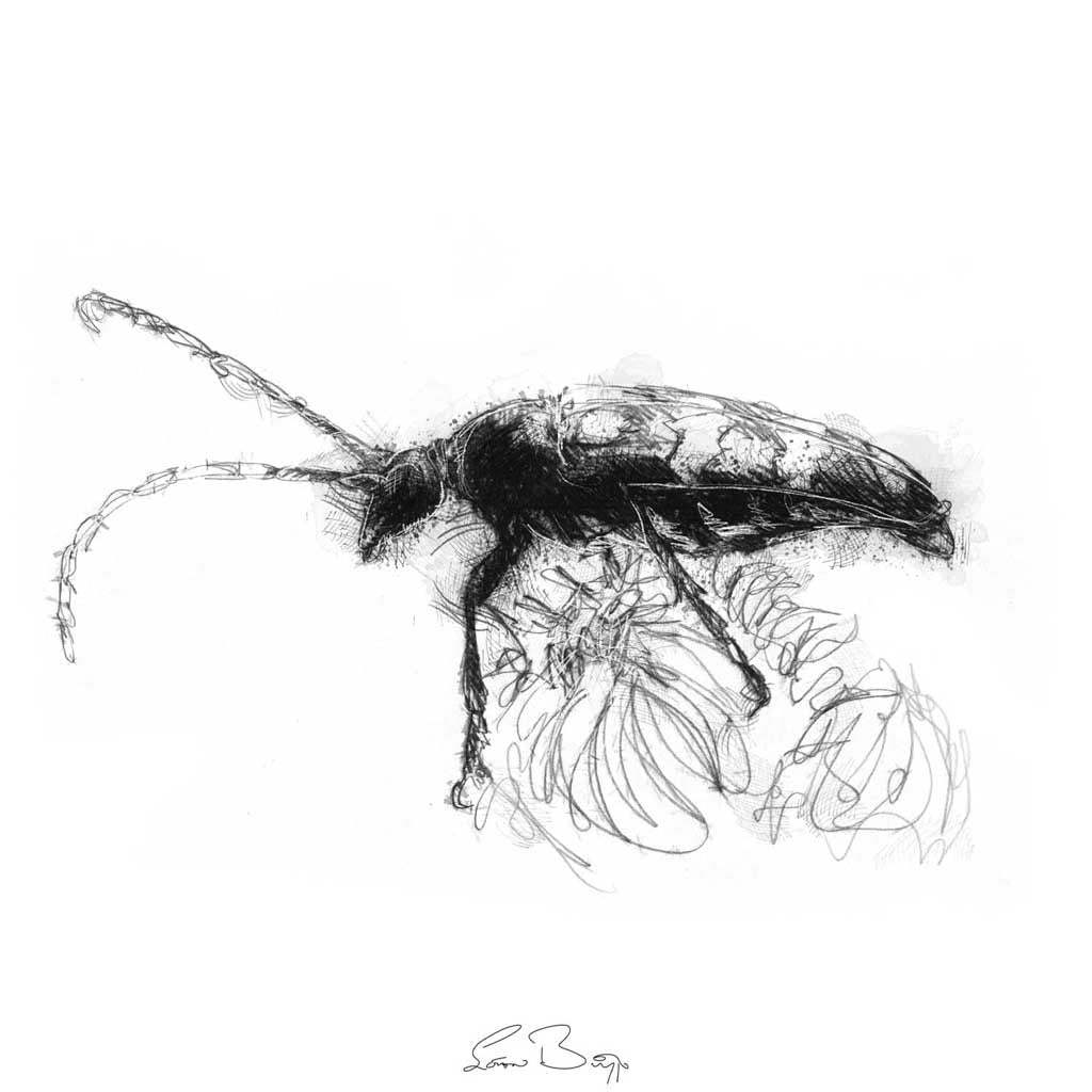 Longhorn beetle