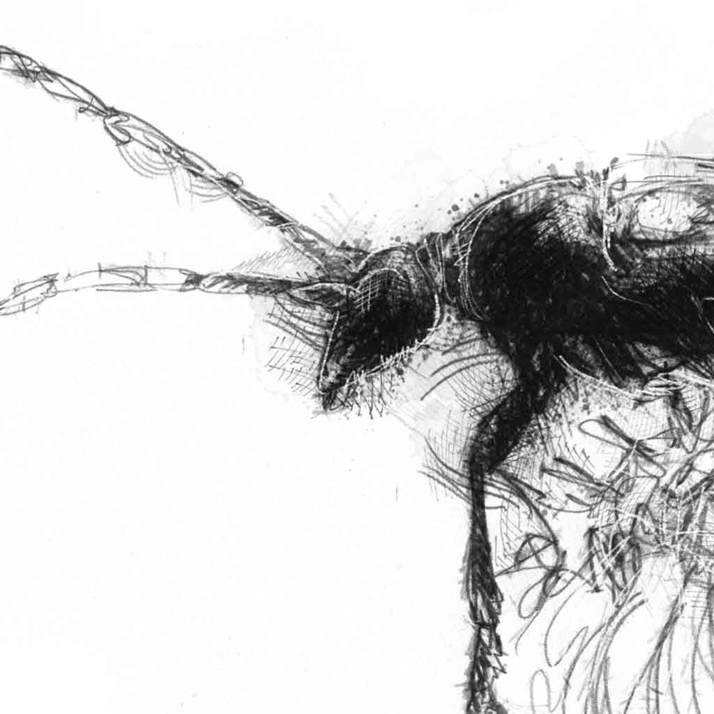 Longhorn beetle