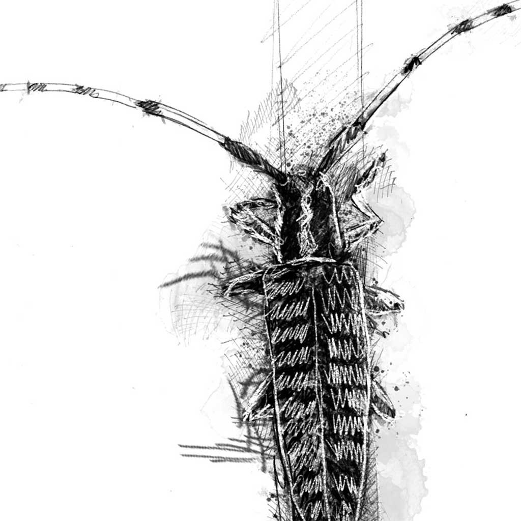 Longhorn beetle