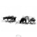 Dartmoor longhorns