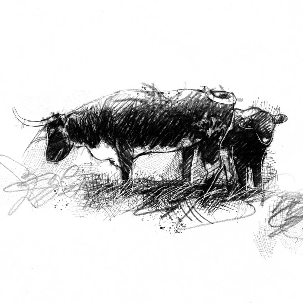 Dartmoor longhorns