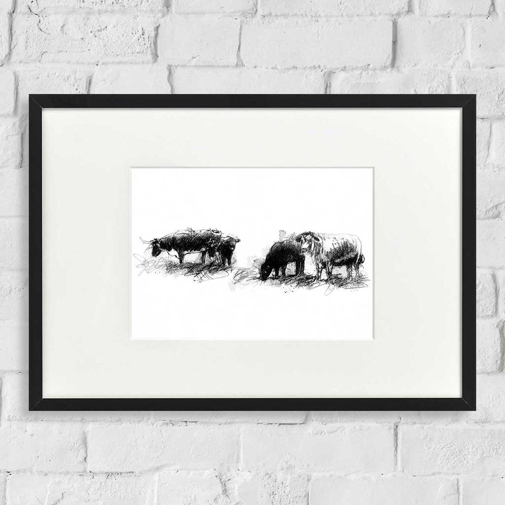 Dartmoor longhorns