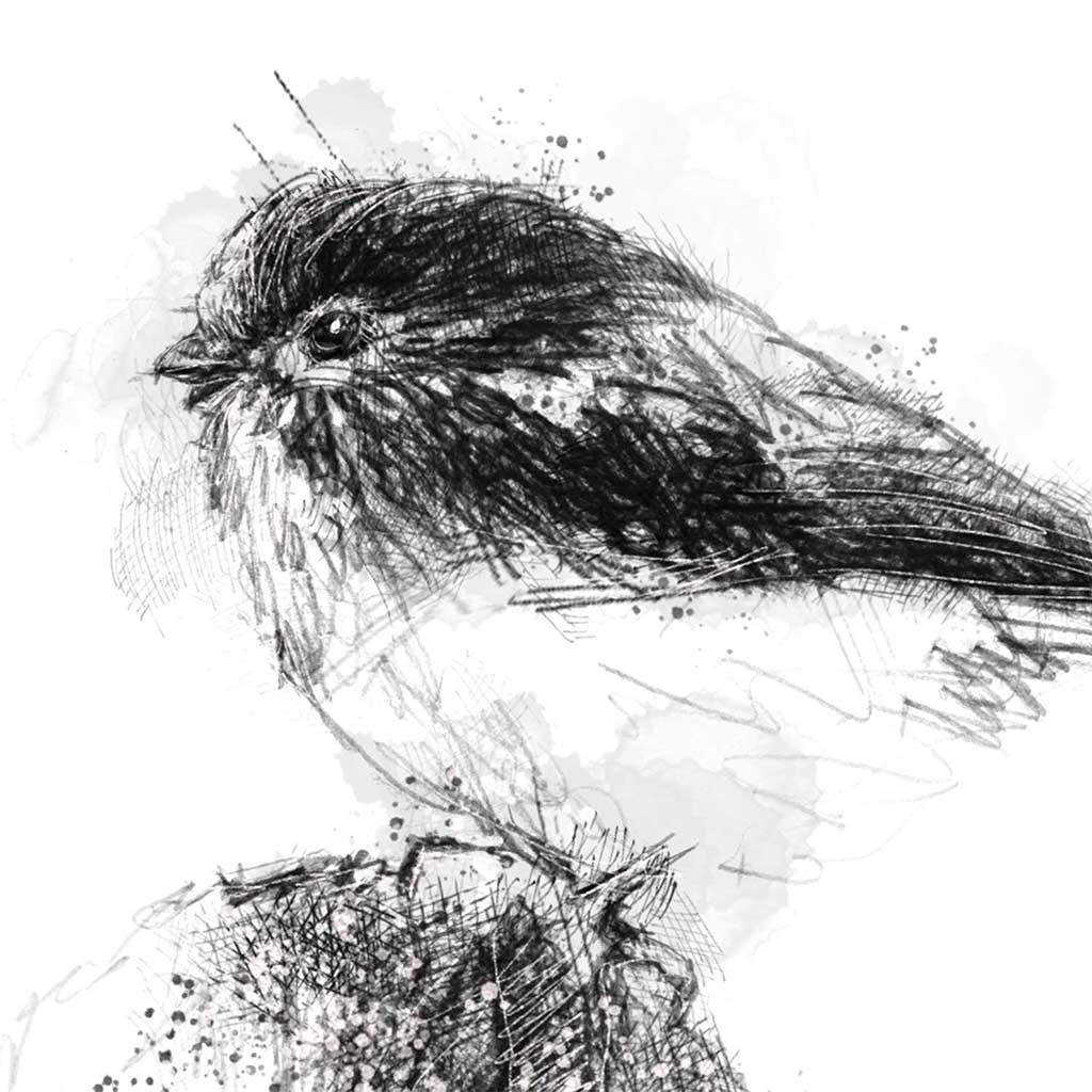Long tailed tit