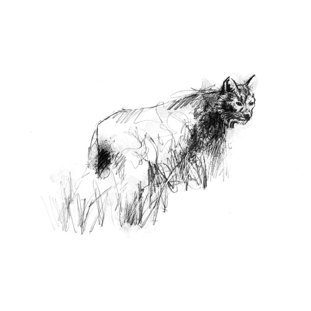 Lynx - BW Sketch