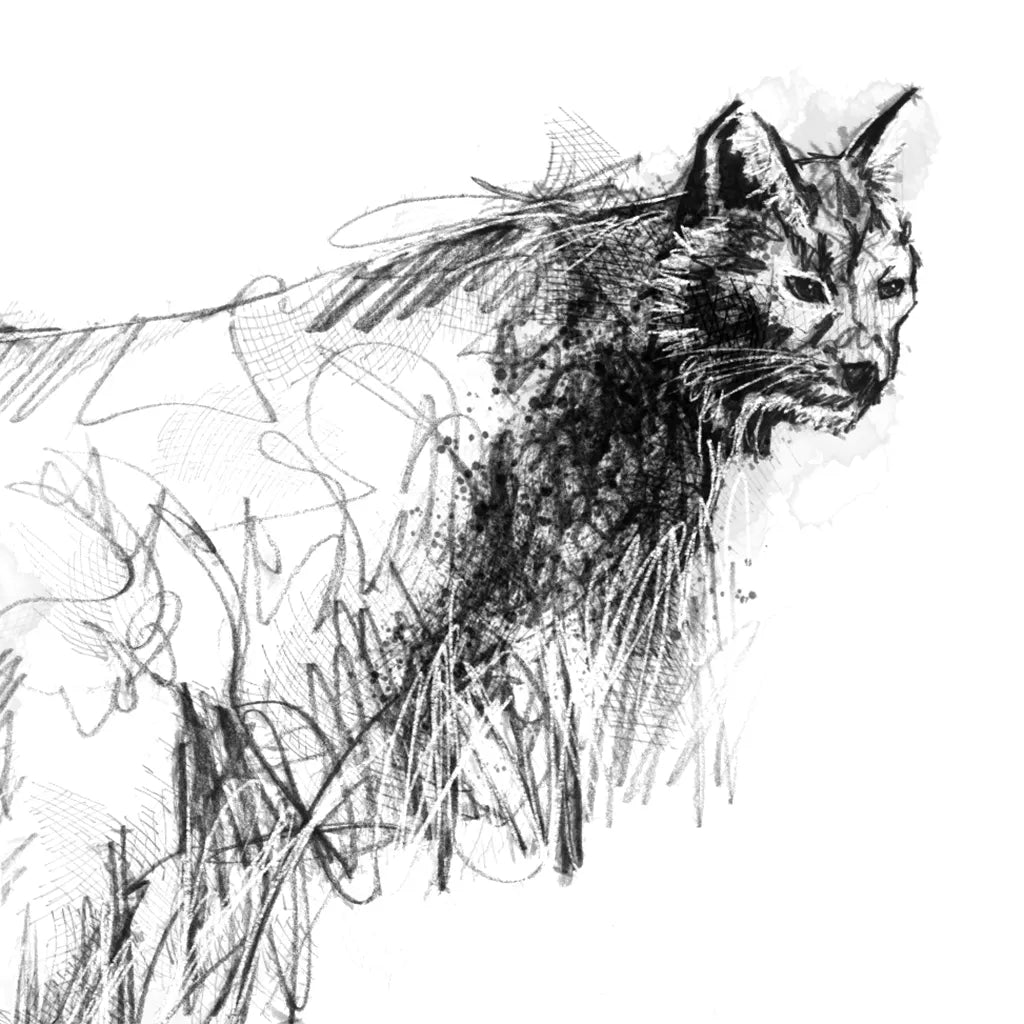 Lynx - BW Sketch