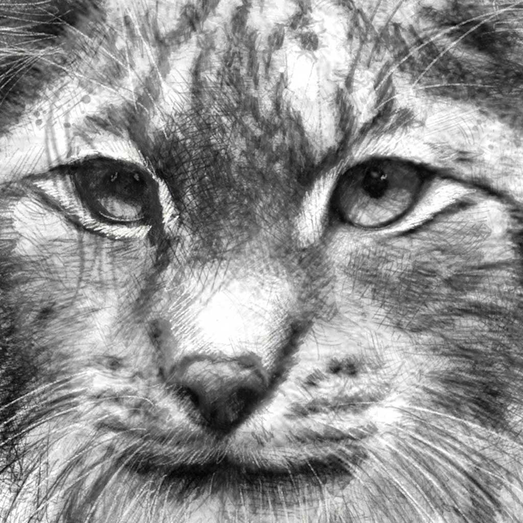 Lynx