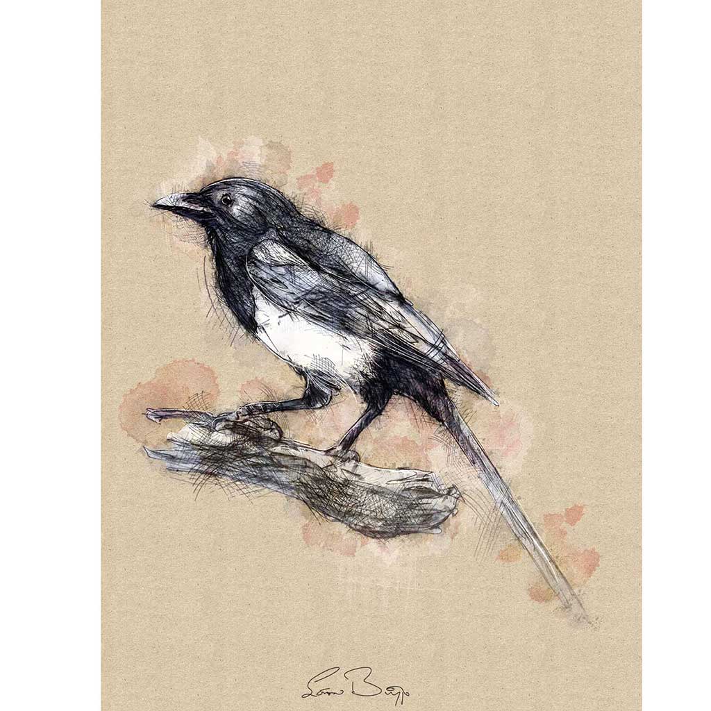 Magpie
