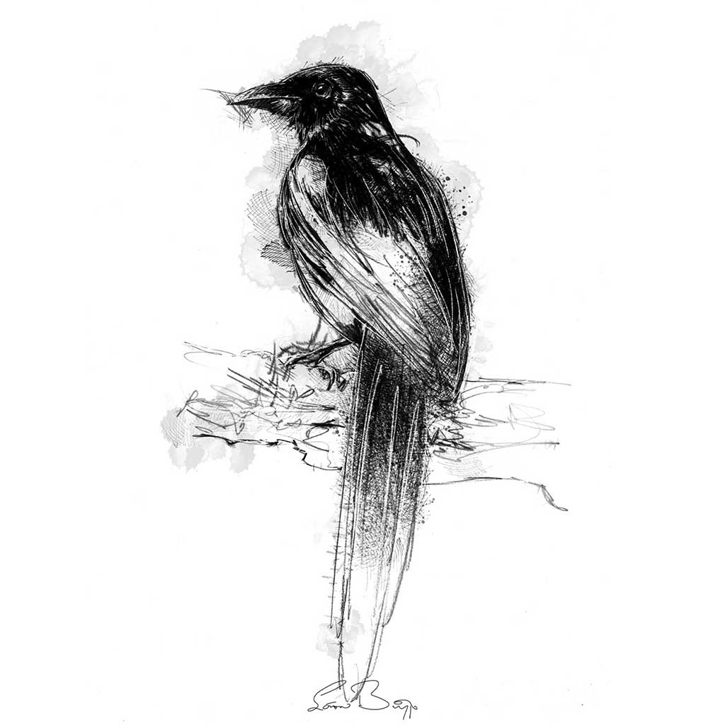 Magpie