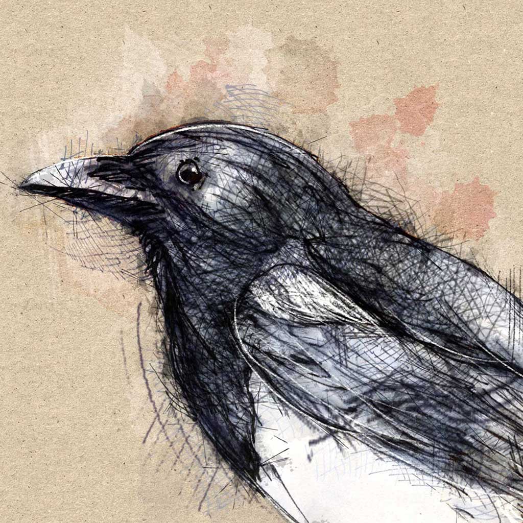 Magpie