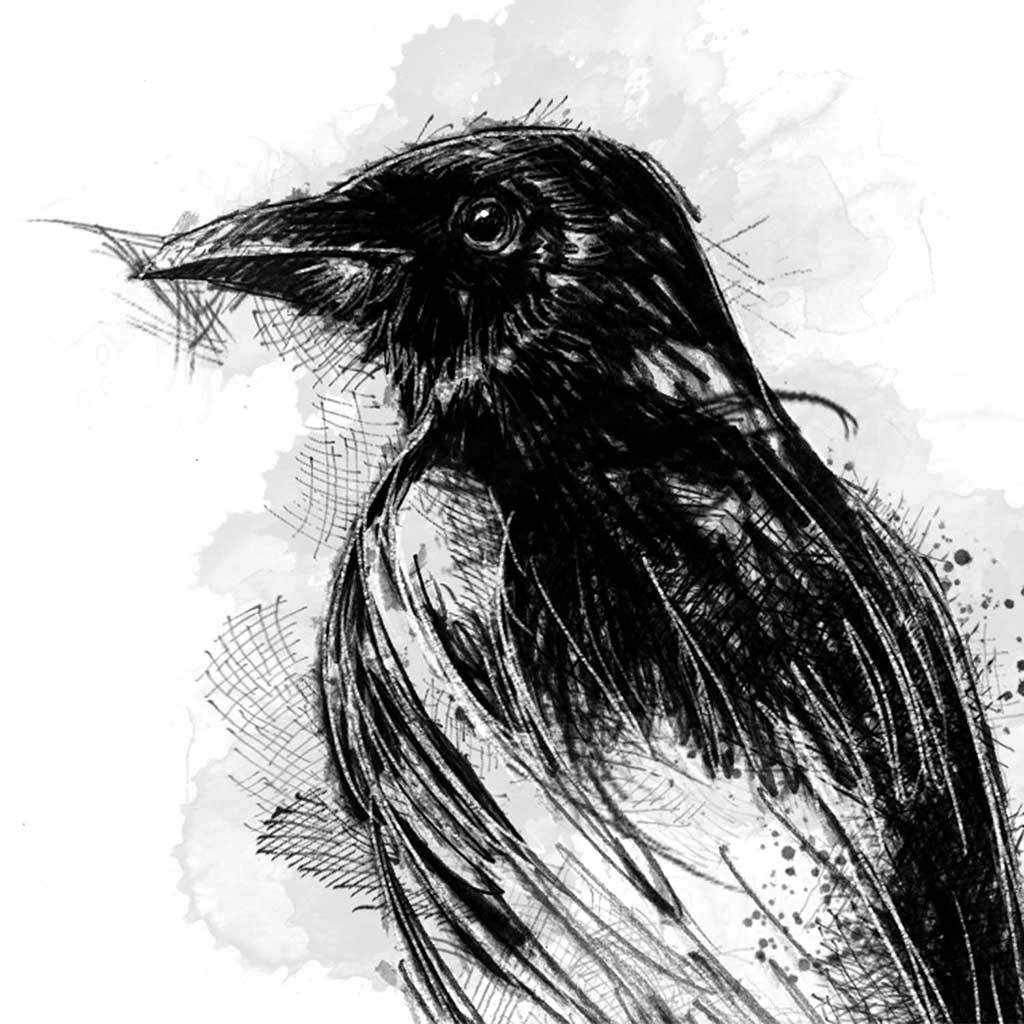 Magpie