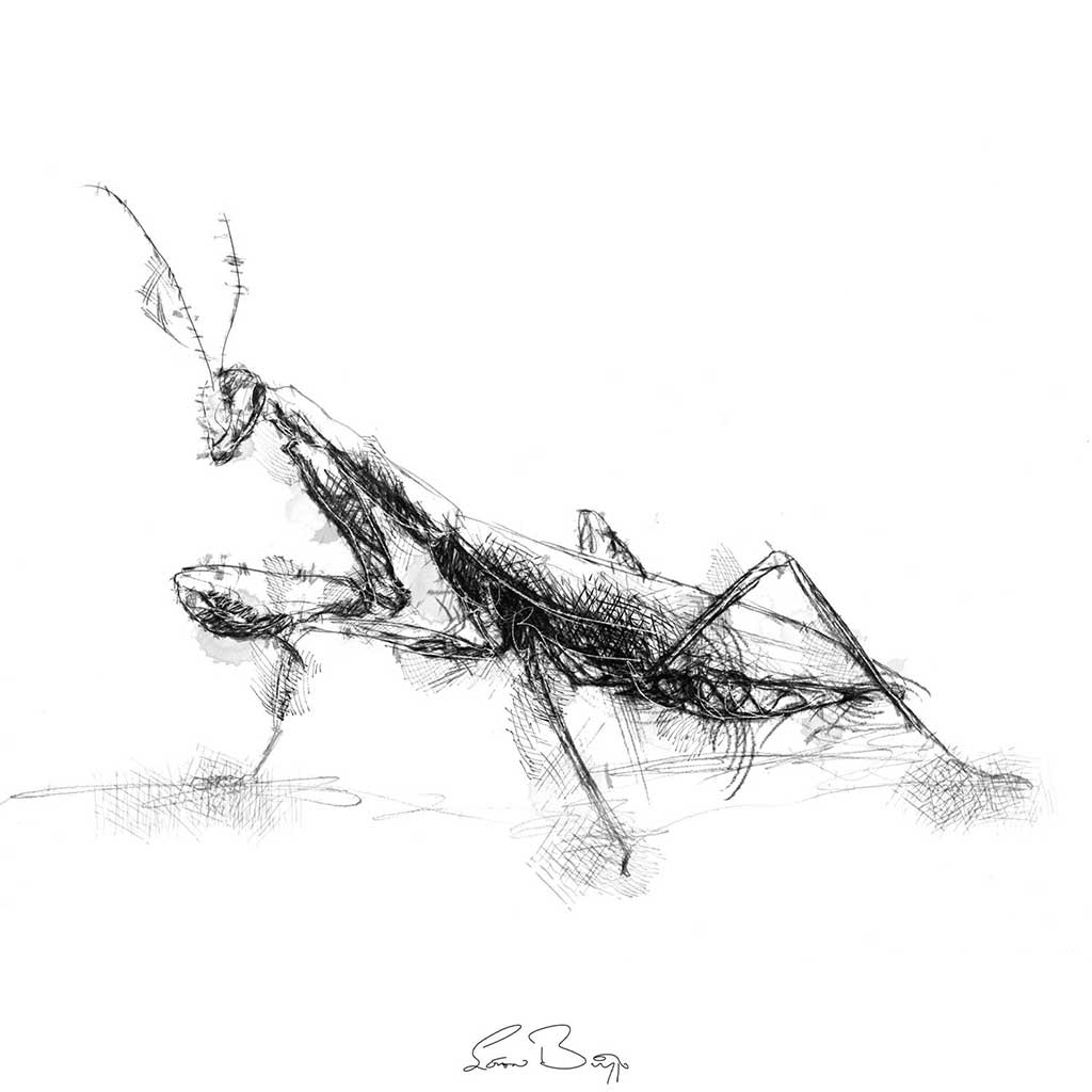 Preying mantis