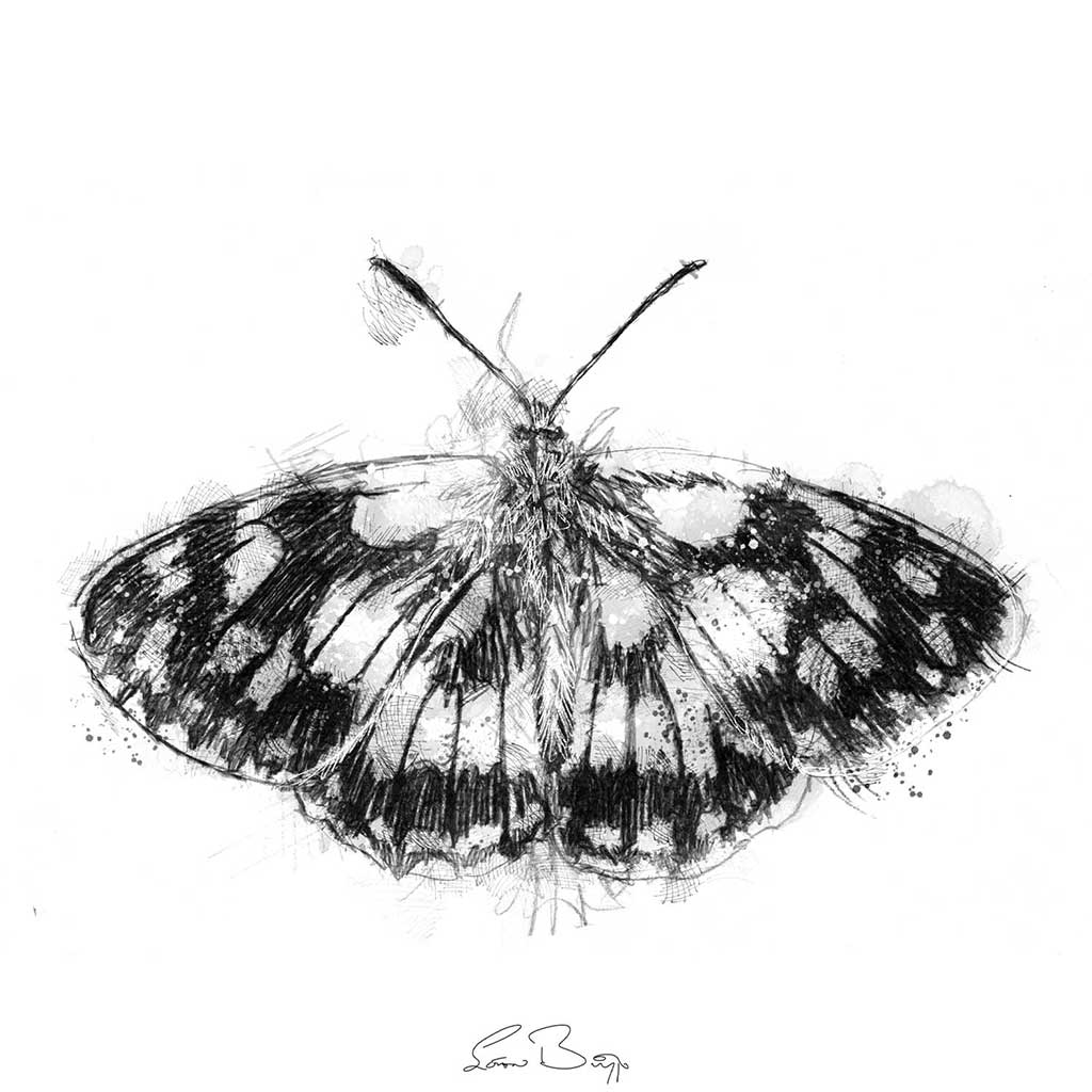 Marbled white butterfly