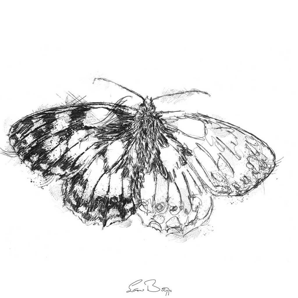 Marbled white butterfly