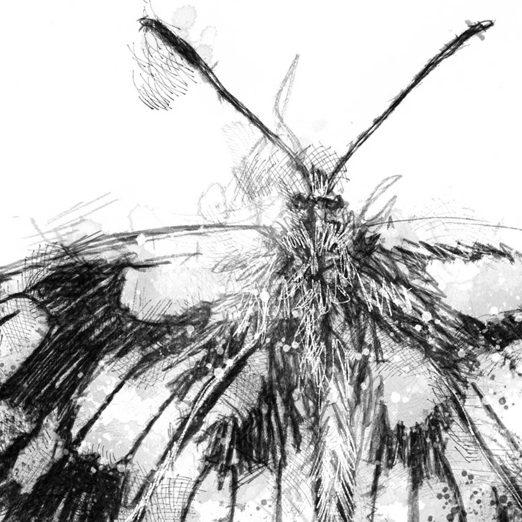 Marbled white butterfly