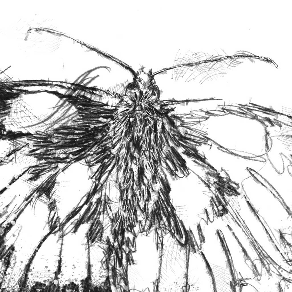 Marbled white butterfly
