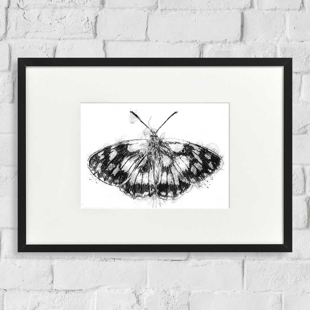 Marbled white butterfly