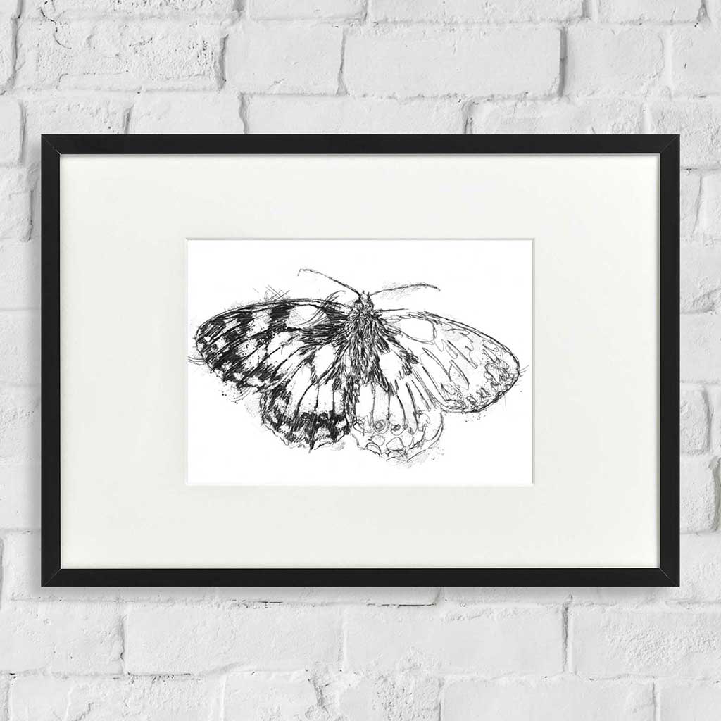 Marbled white butterfly