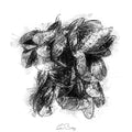 Marine mussles