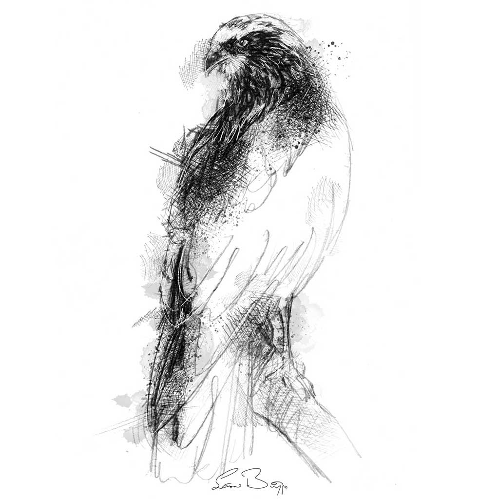 Marsh harrier