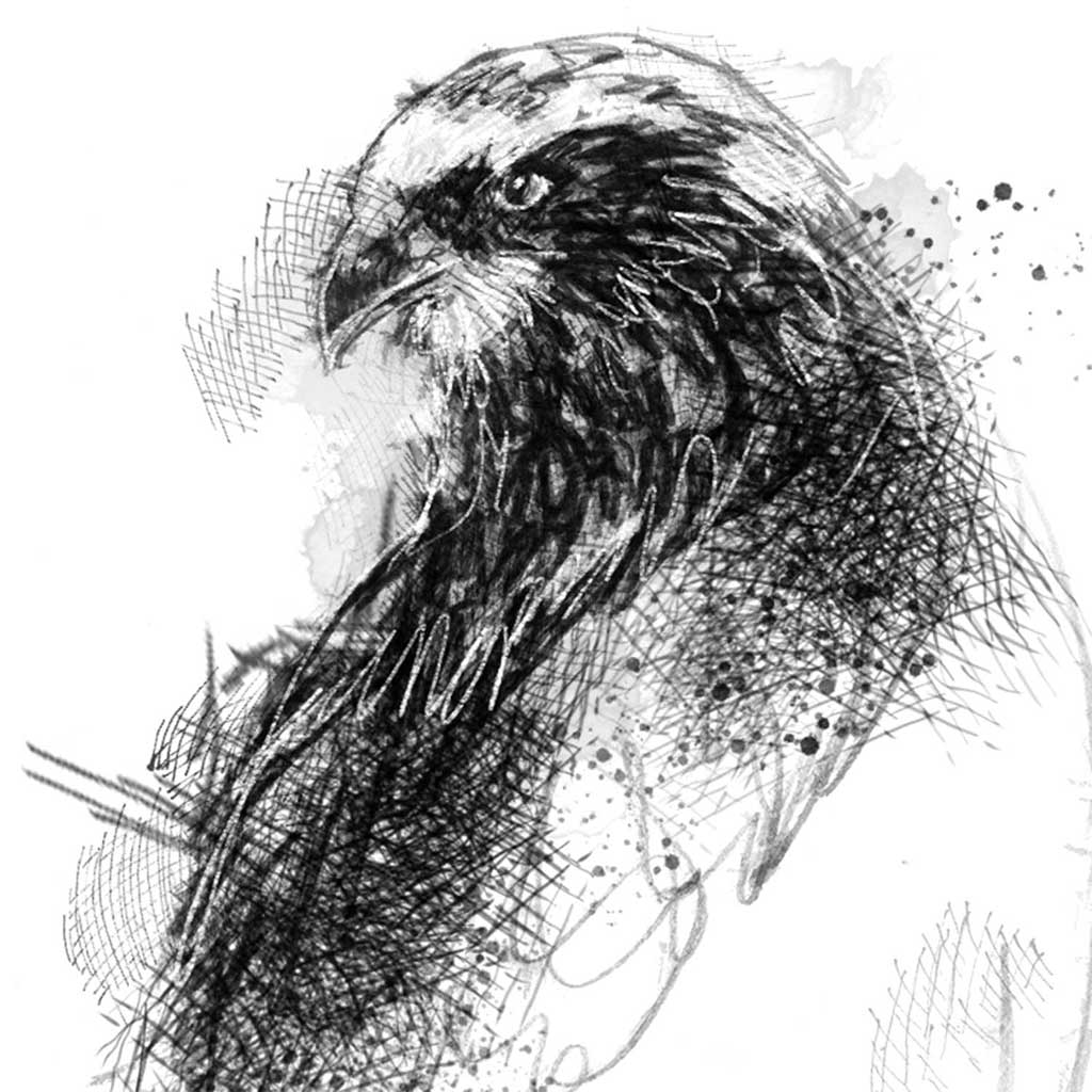 Marsh harrier