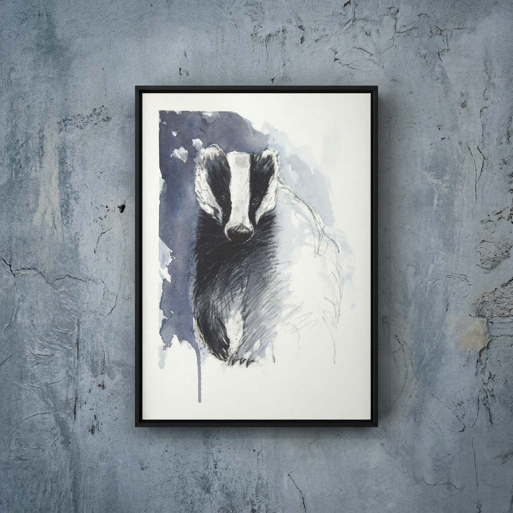 European badger - Colour Sketch