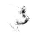 Middle white pig - BW Sketch