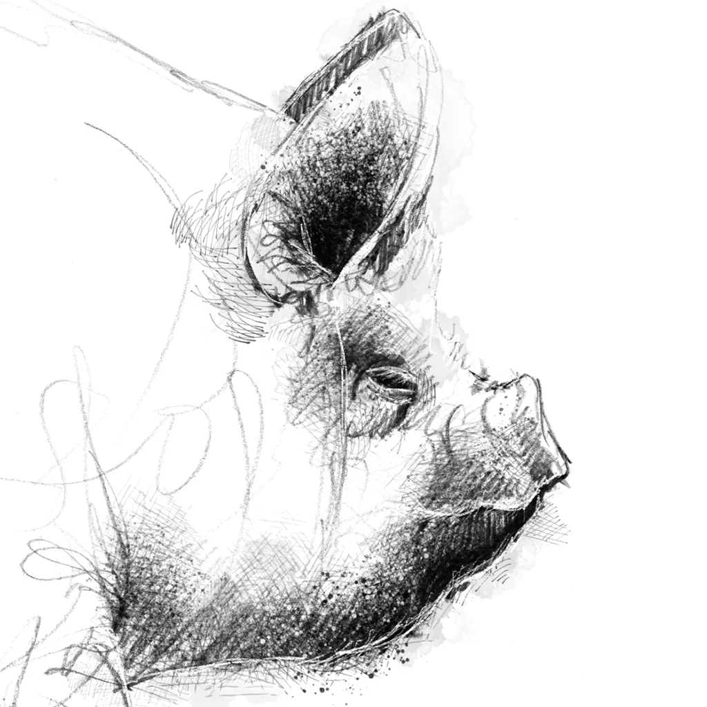 Middle white pig - BW Sketch