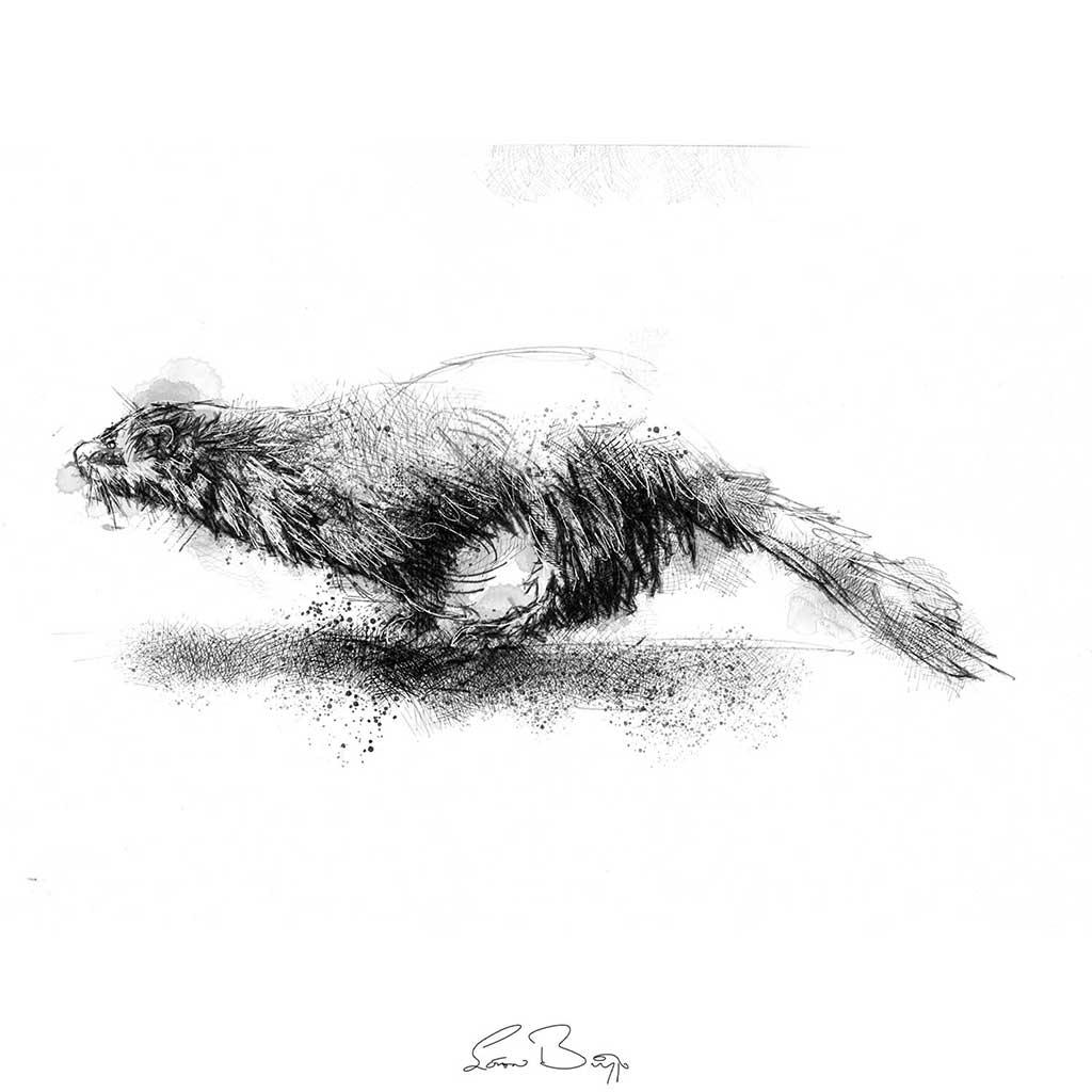 Running mink