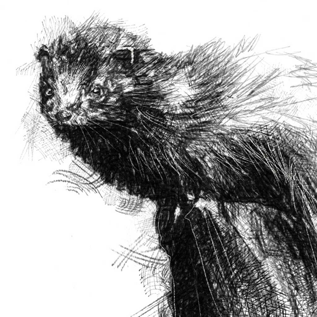 Mink