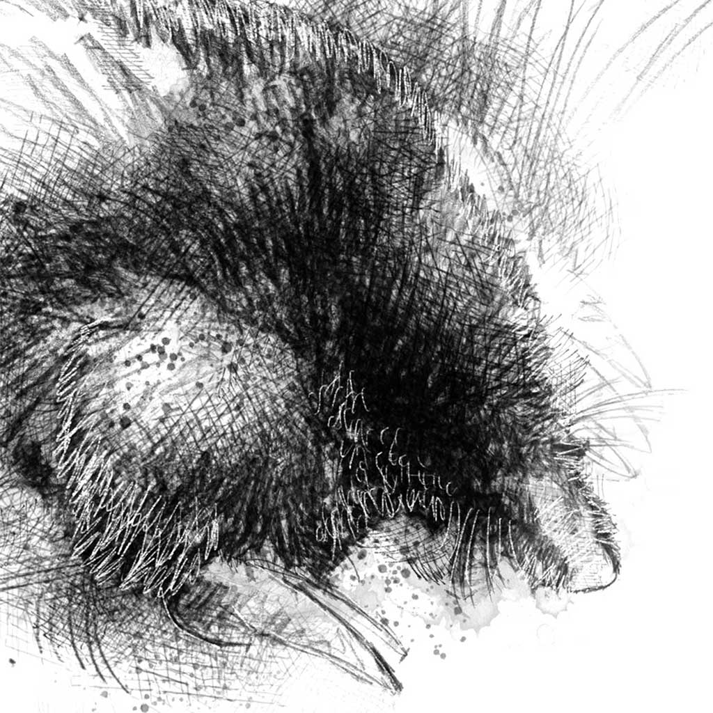 Common mole